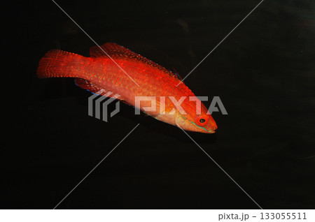 KwaZulu Fairy Wrasse - Female, African Collected, Cirrhilabrus spp 133055511