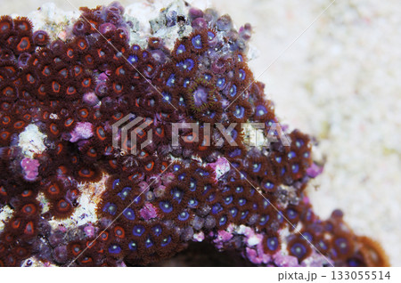 Blue Zoo's and Superman Zoo's Combo Rock, Zoanthus spp Blue Zoo's and Superman Zoo's Combo Rock, Zoanthus spp 133055514