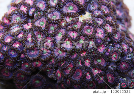 Green Eye Watermelon Zoanthids, Zoanthus spp Green Eye Watermelon Zoanthids, Zoanthus spp 133055522