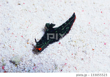 Cristate Nudibranch, Nembrotha cristata Cristate Nudibranch, Nembrotha cristata 133055523