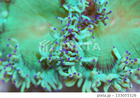 Blue Tip Elegance Coral, Catalaphyllia jardinei Blue Tip Elegance Coral, Catalaphyllia jardinei 133055526