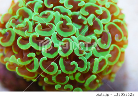 Metallic Green Wall Hammer Coral - Maricultured, Euphyllia ancora 133055528