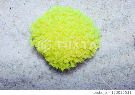 Bright Yellow Flower Pot Coral, Goniopora spp Bright Yellow Flower Pot Coral, Goniopora spp 133055531
