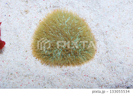 Green Tongue Coral, Herpetolitha limax, Polyphyllia spp Green Tongue Coral, Herpetolitha limax, Polyphyllia spp 133055534