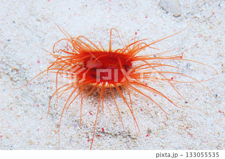 Electric Eye Scallop, Limaria spp 133055535