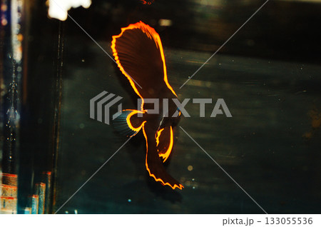 Pinnate Batfish-Tank Raised - Platax pinnatus 133055536