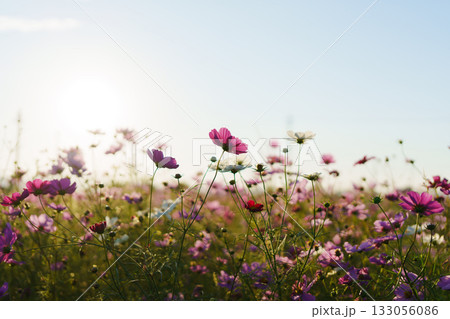 夕日に照らされるコスモス 133056086