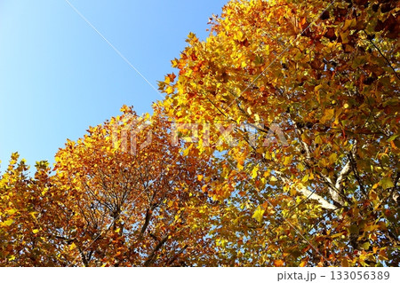 季節の移り変わりを感じる秋の風景 133056389