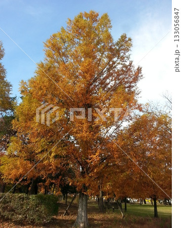 紅葉したメタセコイアの大木 133056847