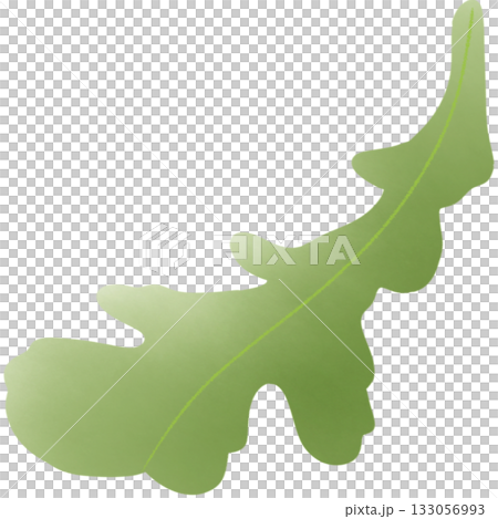 Green salad leaves Green salad leaves 133056993