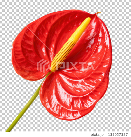 Vibrant anthurium flower with shiny red spathe and bright yellow spadix. beautiful, exotic tropical bloom Vibrant anthurium flower with shiny red spathe and bright yellow spadix. beautiful, exotic tropical bloom 133057327