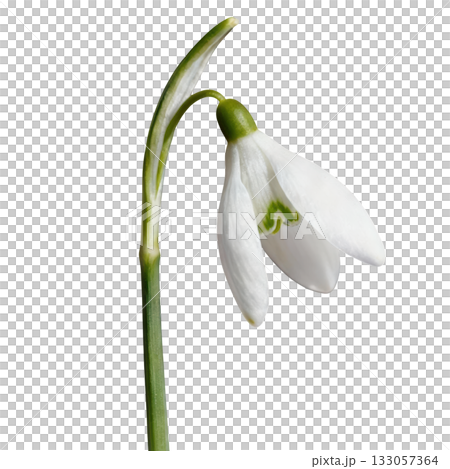 Delicate white snowdrop galanthus flower bloom, drooping, hopeful sign of early spring against dark backdrop Delicate white snowdrop galanthus flower bloom, drooping, hopeful sign of early spring against dark backdrop 133057364