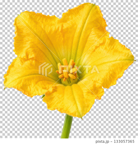 Vibrant yellow squash blossom zucchini flower. Fresh, natural and delicate bloom centered on transparency background Vibrant yellow squash blossom zucchini flower. Fresh, natural and delicate bloom centered on transparency background 133057365