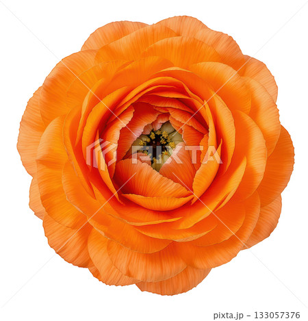 Vibrant orange ranunculus flower closeup. beautiful buttercup blossom from top view on transparency background 133057376
