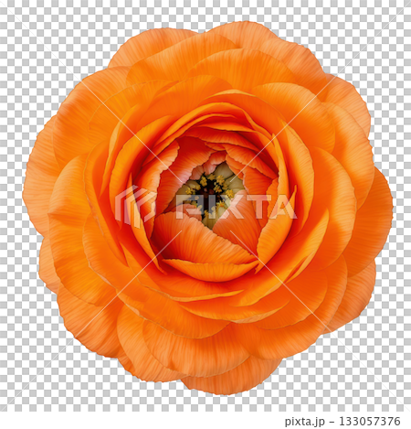 Vibrant orange ranunculus flower closeup. beautiful buttercup blossom from top view on transparency background 133057376