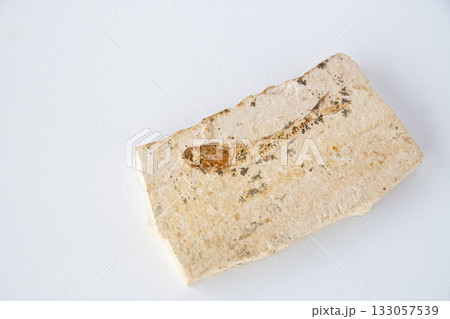 ダスティルべの化石 133057539