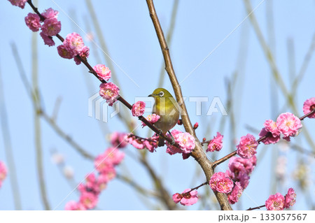 満開の紅梅にメジロさんがやって来た （ 春イメージ ）（ ほのぼのイメージ ） 133057567