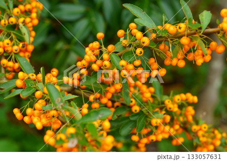 オレンジ色のピラカンサの実 133057631