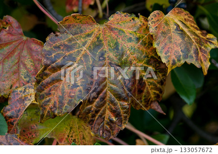 蔦の紅葉 133057672