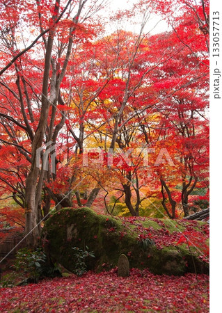 真っ赤な紅葉 133057713