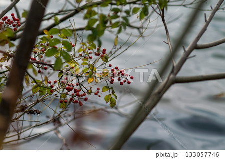信濃川・やすらぎ堤の野薔薇の実 133057746