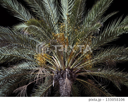 illuminated night palm with shadows, closeup of illuminating palm with contrasting shadows at night illuminated night palm with shadows, closeup of illuminating palm with contrasting shadows at night 133058106