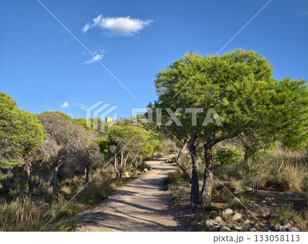 serene nature walk, calming journey through prepared pine corridor with expansive sky and scenic 133058113