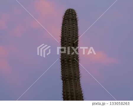 serene desert scene with spiny cactus silhouette, minimalist depiction of lone cactus under dusk sky serene desert scene with spiny cactus silhouette, minimalist depiction of lone cactus under dusk sky 133058263