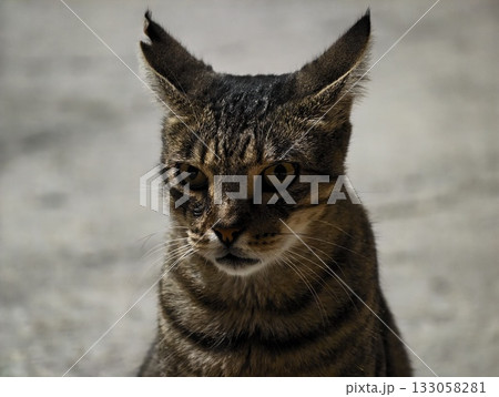 editorial style snapshot of poised tabby with amber eyes and alert demeanor against subdued lighting editorial style snapshot of poised tabby with amber eyes and alert demeanor against subdued lighting 133058281