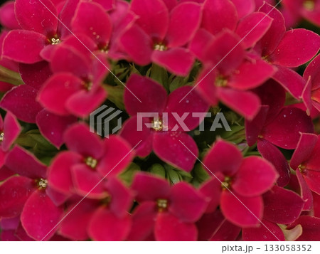 bright crimson kalanchoe buds organized as contemporary centerpiece for cheerful home decor bright crimson kalanchoe buds organized as contemporary centerpiece for cheerful home decor 133058352