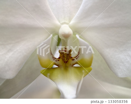 serene orchid with subtle hues, tranquil white orchid featuring soft petals and gentle color accents serene orchid with subtle hues, tranquil white orchid featuring soft petals and gentle color accents 133058356