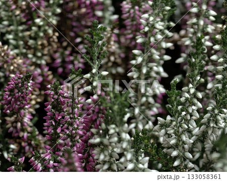 closeup view of intertwined heather stems showcasing rich hues and glistening dew droplets 133058361