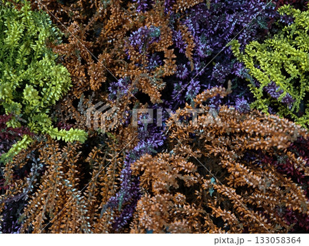 twisted heather with muted hues, wiry dried heather in earthy autumn palette creating textured 133058364