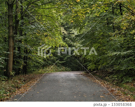 quiet forest trail with fallen leaves, tranquil roadway through woods with scattered autumn leaves 133058368