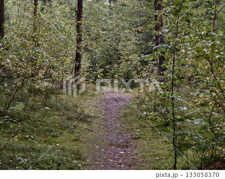 serene forest path exploration experience, quiet forest walkway surrounded by dense greenery 133058370