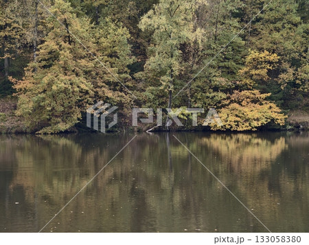peaceful lake with golden trees, tranquil lake surface mirrors autumnal trees under muted daylight 133058380