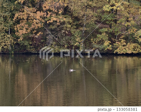 peaceful scene of bird on shimmering water, tranquil swan drifting across reflective autumn lake 133058381