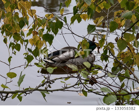 quiet pond with resting duck pair in fall, calm water reflections framed by leaves and twigs quiet pond with resting duck pair in fall, calm water reflections framed by leaves and twigs 133058382
