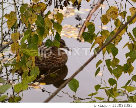 duck sheltering peacefully, closeup of female mallard nesting with watchful eye in autumnal duck sheltering peacefully, closeup of female mallard nesting with watchful eye in autumnal 133058383