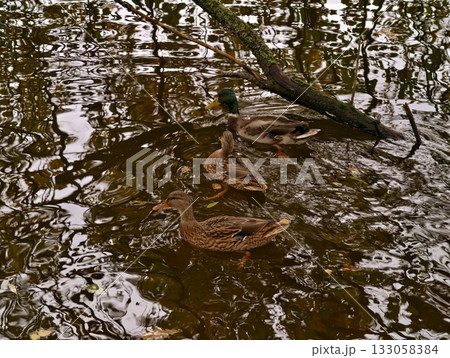 mallard ducklings on water, mallard family moving across shimmering water with gentle ripples mallard ducklings on water, mallard family moving across shimmering water with gentle ripples 133058384