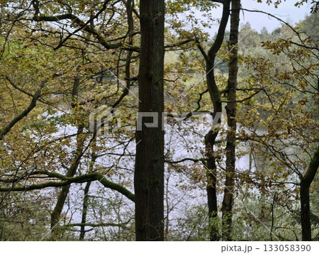 dense foliage creating tranquil setting with layered branches and soft light illuminating scene dense foliage creating tranquil setting with layered branches and soft light illuminating scene 133058390