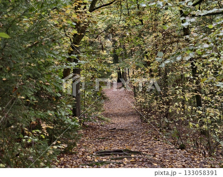 walking through leafy woodland trail, journey along trail surrounded by autumn foliage and twisted walking through leafy woodland trail, journey along trail surrounded by autumn foliage and twisted 133058391