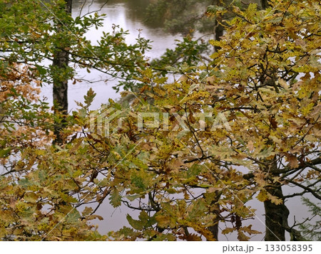vivid autumncolored leaves captured above serene reflective water for artistic design purposes 133058395