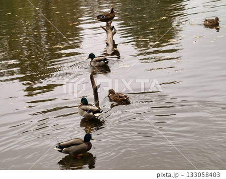 alert duck standing, careful mallard balances on post beside vivid autumn scenery and water 133058403