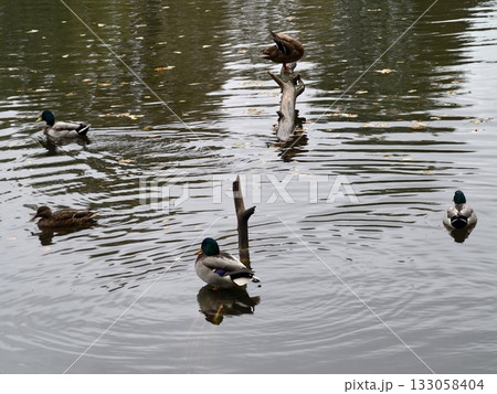 mallards swimming together, juvenile ducks coordinate in pond, juvenile mallards paddle in harmony 133058404