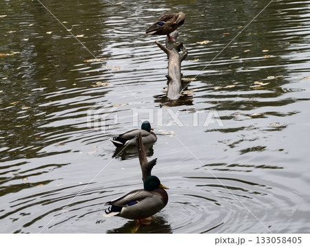 ducks perched on weathered log, pair of ducks relaxing on weathered log in tranquil pond environment 133058405