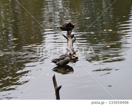 peaceful ducks grooming on log, serene pond setting featuring resting mallards and gentle ripples 133058406
