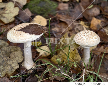 mushrooms nestled among fallen autumn leaves, closeup view of fungi resting on damp leaf litter 133058407