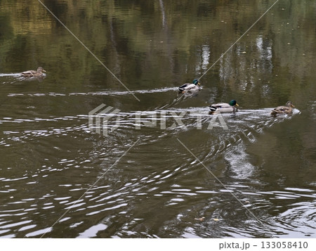 mallards gliding rapidly across glistening water creating lively patterns and energetic movement mallards gliding rapidly across glistening water creating lively patterns and energetic movement 133058410
