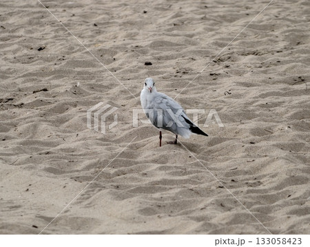 bird perched silently on sandy beach, quiet coastal scene with solitary gull and gentle light bird perched silently on sandy beach, quiet coastal scene with solitary gull and gentle light 133058423